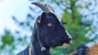 Is this the world's smartest goat? See how he uses a horse like a ladder for food.