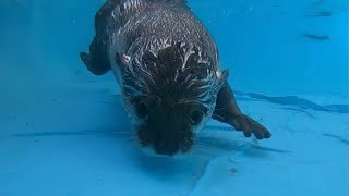 カワウソさくら 登録者60万人記念！でかでか活ドジョウ祭り！ 600,000 registration commemoration! loach festival!