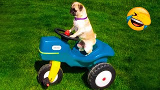 Funniest Animals 2023 - Funny Dogs And Cats Videos