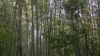 My Adventures in Japan, May 2014: Sagano Bamboo Groves, Arashiyama