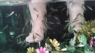 Пилинг рыбками Паттайя