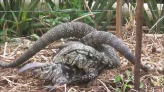 Sexo animal: lagartos copulando - Timbé do Sul/SC