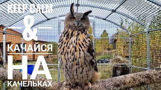 Качаем сову перед бурей. Ветер в ухах