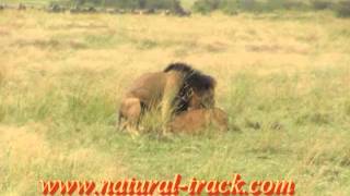 Kenya safari- Lions mating