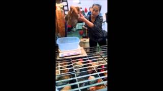 How to Order Chicken at a Chinese Market