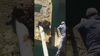 29 04 2020 со свай причала собирают МИДИЙ УСТРИЦ Кобулети Видео Гочи Хиникадзе