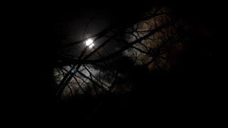 ЛУНА  ДЕРЕВЬЯ Футаж Horror