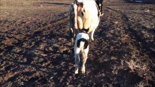 First Steps