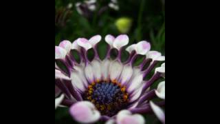 Nikon Coolpiks L4