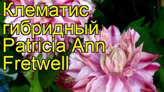 Клематис гибридный Патриция Энн Фретвелл. Краткий обзор, описание clematis Patricia Ann Fretwell