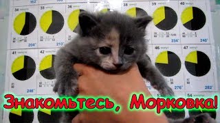Мы дали имя серому котенку. Знакомьтесь, Морковка! (09.17г.) Семья Бровченко.