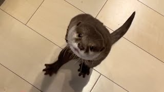 ささみが茹で上がるのを我慢できず全身で訴えるカワウソ otter demanding chicken breast