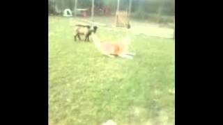 Anjie joue avec Raymond