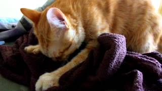 Кот Ест Одеяло / Cat Eats Blanket