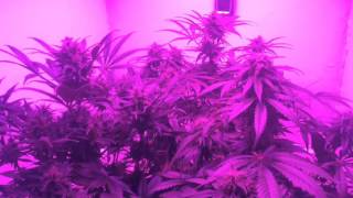 Mars hydro 300w Review