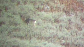 2016 Idaho General Unit Mule Deer
