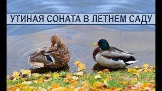 Утиная соната в Летнем саду: селезень ухаживает за уткой в пруду . Ducks in a city Park