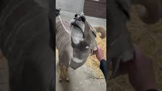 Contentment for a Kudu