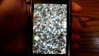 iFish Pond App Review for iPhone, iPod Touch & iPad