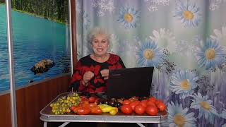 Какие помидоры получаются сладкими и вкусными, даже если их снять с куста зелеными и хранить дома?