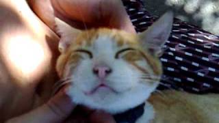 мягкий кот