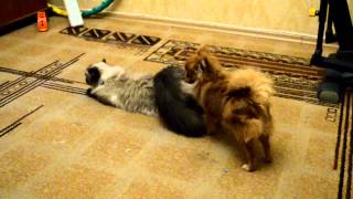 Cобака дрючит кошку