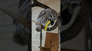 Сейчас сыч Лучик объяснит свою маленькость #shorts