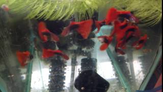 2015 show fish - IFGA half black red fancy guppies
