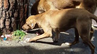 KÖPEĞE MEYDAN OKUYAN KEDİ