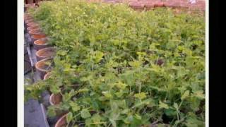 Understanding Plant Disease Resistance