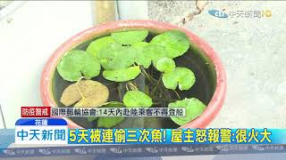 20200205中天新聞　造景水缸裡養孔雀魚　男子趁夜連偷三次