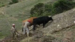 Plowing in the Andes