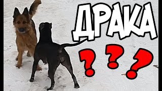 Фаина питбуль! Гуляем без поводка, встреча с немецкой овчаркой