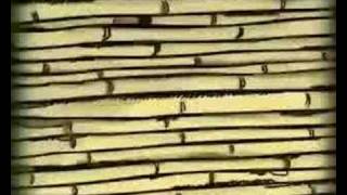 Arundo Donax
