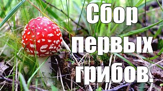 Сбор первых грибов. Карелия. Сосновый бор. #капитанандрейфёдоров #видеоорыбалке #грибы