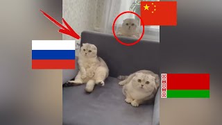ЛЮТЫЕ ПРИКОЛЫ 2022 СМЕШНЫЕ КОШКИ и СОБАКИ ЛУЧШИЕ ПРИКОЛЫ ПРО ЖИВОТНЫХ