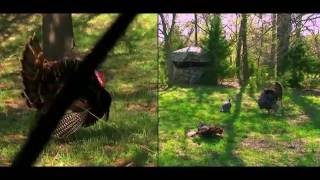 Bowhunting Turkeys in Kansas