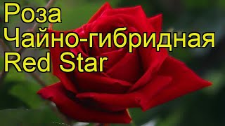 Роза чайно-гибридная Ред Стар. Краткий обзор, описание характеристик, где купить саженцы Red Star