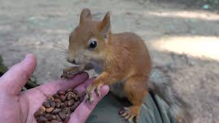 Удалось покормить Копию Длинноухого / Managed to feed a copy of Long-Eared