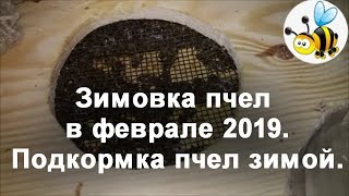 Зимовка пчел. Подкормка пчел зимой февраль.