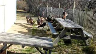 Wild turkeys fly!