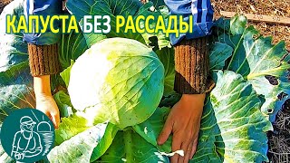 ???? Выращивание капусты без рассады в открытом грунте по технологии Гордеевых