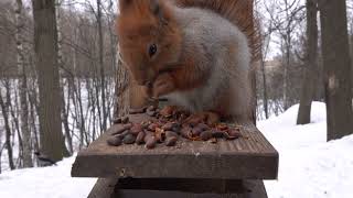 Кормлю белок / Feeding the squirrels