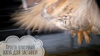 Сова Ёль и её дела с непослушной подушкой. Ледниковый период всё не кончается, - катаемся и хрустим