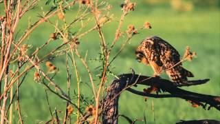 Болотная сова.Short-eared owl (Asio flammeus)