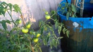 Terrace garden(2)
