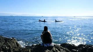 Des ORQUES libres au bord de la plage !