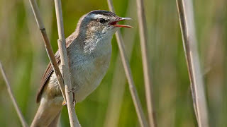 Bird Songs