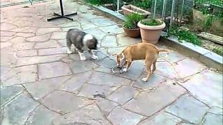 Pitbull vs Elliniko Poimeniko tug war