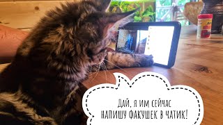 Кошка Морошка смотрит стрим с совятами на канале @МаМайка